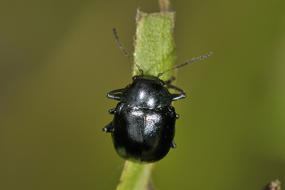 Colasposoma dauricum,  Crisomelide esotico